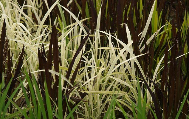 Campos de arroz 013